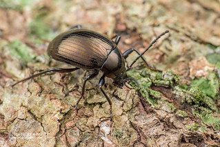 Darkling beetle (Amarygmus metallicus) - DSC_2923