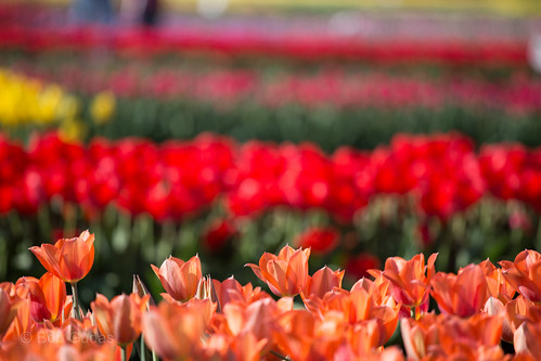 tulipfestival hollandmichigan tuliptimefestival veldheertulipfarm unitedstateshollandtulipfestivaltuliptimeveldheermichiganunitedstates