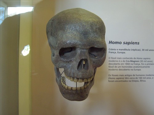 Crânio de Homo sapiens