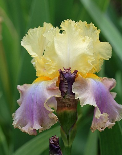 Iris - floraisons 2011 - Page 2 8734968899_858ed799d8