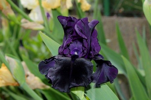  Nos Iris : floraisons 2012 - Page 2 8735031405_947419a1f4