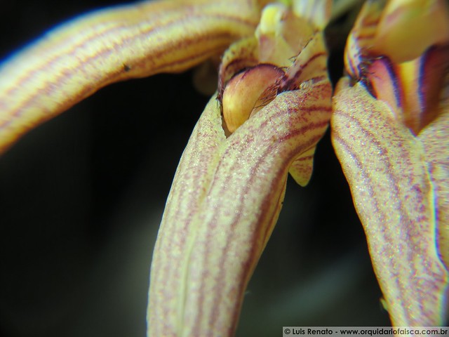 1216 - Bulbophyllum louis sander