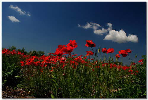 red cloud flower spring poppy aviana2 tapogliano sonyalpha350 fotocompetition fotocompetitionbronze