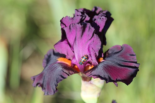 Iris - floraisons 2011 - Page 3 8739550225_6a55928326