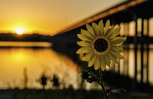 sunset flower