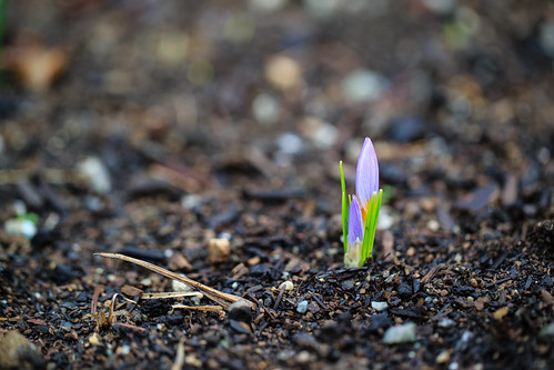 flowers washington unitedstates tulips redmond bulbs canonef100mmf28lmacrois canon1dx spring2015