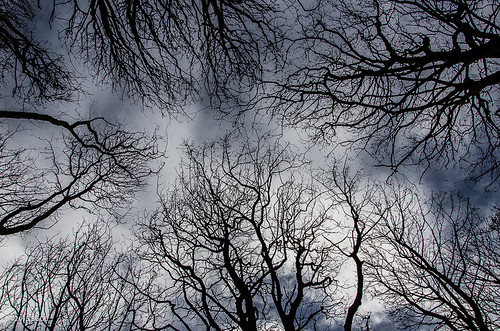 trees sky woods troon weeklytheme highcontrastlight fullertonwoods nikond7000 afsnikkor18105mm13556g bgdl lightroom5 flickrlounge