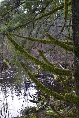 trees moss nikon bc britishcolumbia branches campbellriver blackcreek d610 24120