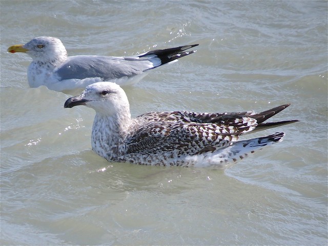 Great Black-backed Gull (1st Cycle) at North Point Marina in Lake County, IL 04