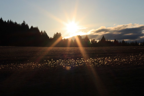 park flowers sunset field oregon golden dandelion forestgrove thatcher