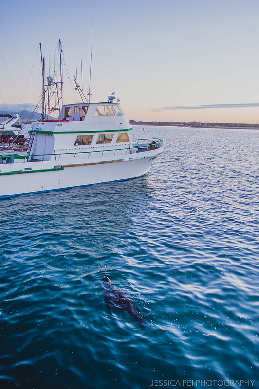 Sea Lion in Morro Bay California