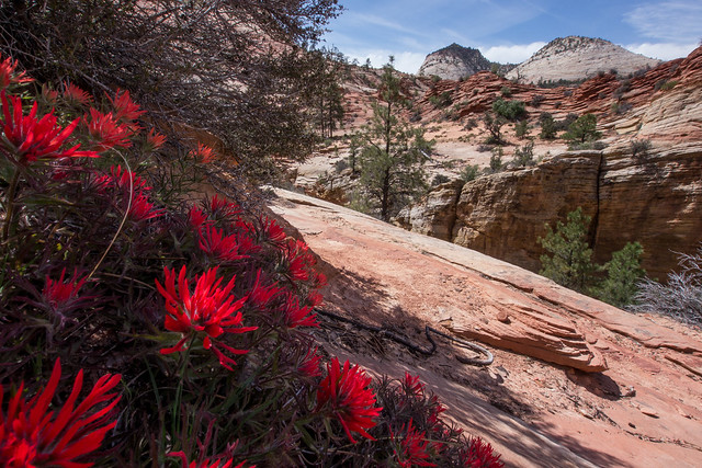 Flowers #2, Zion National Park, Utah