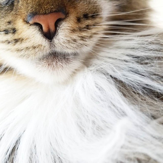 Kisses from Toes. #caturday #toesthecat #cat #catsofinstagram #mainecoon #furry #whiskers