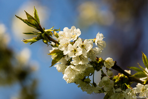 blur cherry spring dof blossom bokeh blossoms bluesky depthoffield bloom blüte kirsche kirschblüte