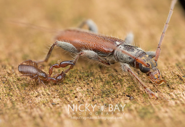 Pseudoscorpion clinging onto Longhorn Beetle (Cerambycidae) - DSC_3041