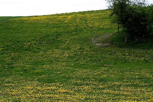 mecklenburg löwenzahn butterblumen siehdichum mecklenburgerseenplatte