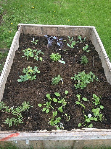 Kale, Brussels, cabbage, herbs, spinach ... cantelope? I think.