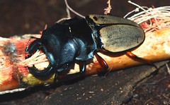 Stag Beetle (Odontolabis femoralis)