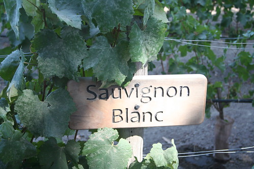 Concha y Toro Winery - Sauvignon Blanc (1)