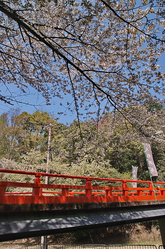 【写真】2013 桜 : 山科疎水/2020-09-19/IMGP9956