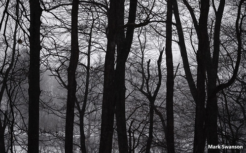 trees winter bw white snow storm black nature monochrome forest evening nikon michigan scenic sigma 70300mm ansel d5100