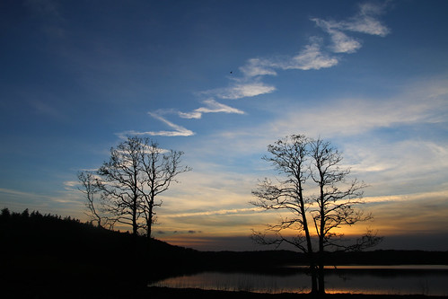 trees sunset sky lake clouds sonnenuntergang træer himmel contrails skyer condensationtrails solnedgang sø skyporn søhøjlandet ørnsø