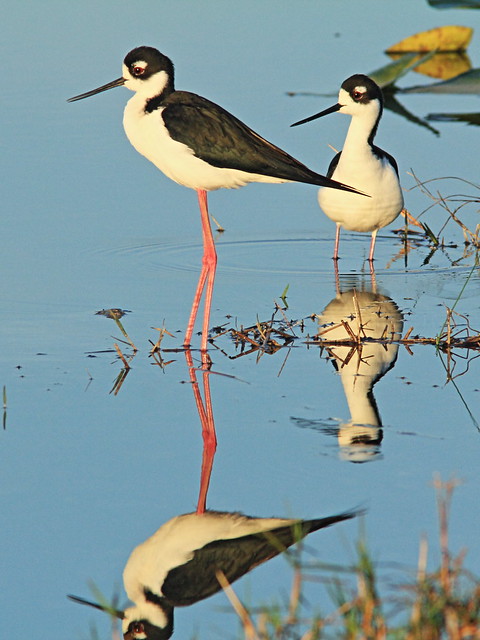 Black-necked Stilts 04-20150315