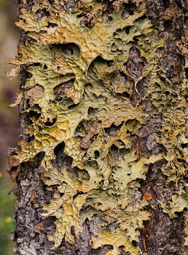 california us unitedstates lichen willits dosrios mendocinocounty