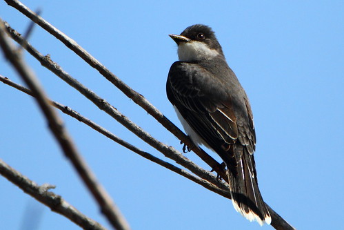 eastern kingbird easternkingbird wilcoxlake