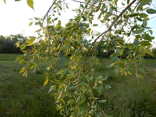 tree montana native missouririver riparian rooseveltcounty salicaceae wolfpoint salixamygdaloides peachleafwillow