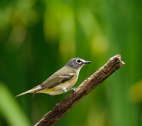 bird nature songbird vireo passerine blueheadedvireo vireosolitarius