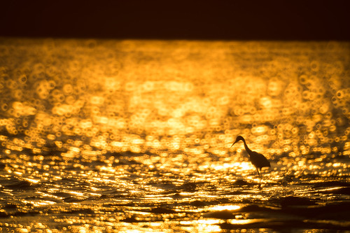 sunset bird silhouette 夕日 鳥 夕焼け kasairinkaipark littleegret シルエット 葛西臨海公園 wildbird 野鳥 コサギ nikond4 kenkomirrorlens800mmf8dx