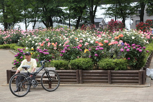 与野公園のバラ 2013