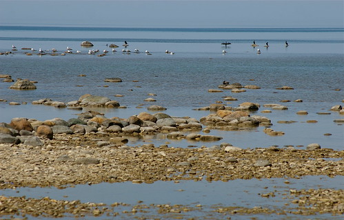 blue seagulls lake ontario canada birds cormorants photo rocks horizon shoreline sunny calm shore lakehuron