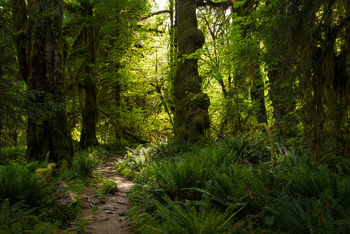 travel trees plants green nature colors june 35mm washington moss ancient rainforest solitude unitedstates path olympicpeninsula noflash northamerica sunburst portfolio ferns forks solitary haley sunbeam lightandshadow pinetrees locations iso320 locale hohrainforest godrays temperaterainforest 2470mmf28 naturalevents 2013 sprucetrees 500px geo:country=unitedstates geo:state=washington apertureprioritymode objectsthings hasmetastyletag adjectivesfeelingdescription selfrating4stars camera:make=nikoncorporation 160secatf56 exif:make=nikoncorporation exif:lens=240700mmf28 exif:aperture=ƒ56 subjectdistanceunknown geo:city=forks nikond800e exif:model=nikond800e camera:model=nikond800e 2013travel exif:focallength=35mm june152013 olympicpeninsula0614201306162013 olympicpeninsula0614201306162013withjenny andnorine geo:lon=1239252175 geo:lat=47864457 47°5152n123°5531w forkswashingtonunitedstates exif:isospeed=320 geo:location=hohrainforest