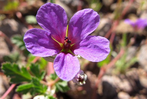 arizona southwest flower detail macro nature closeup spring purple desert blossom native lavender bloom wildflowers annual sonorandesert geraniaceae geraniumfamily tinything pinalcounty erodiumtexanum purplepinkish zoniedude1 earthnaturelife desertstorksbill texasfilaree canonpowershotg12 texasstorksbill sascoroad desertspring2015