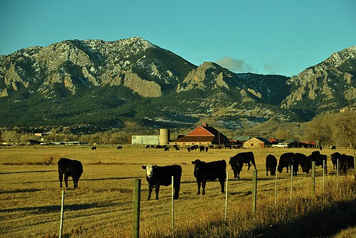 cow colorado cattle cows angus farm boulder flatirons mountainbackground mountainbackdrop mountainsbehind