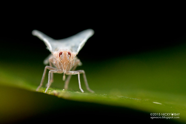 Derbid planthopper (Derbidae) - DSC_4642