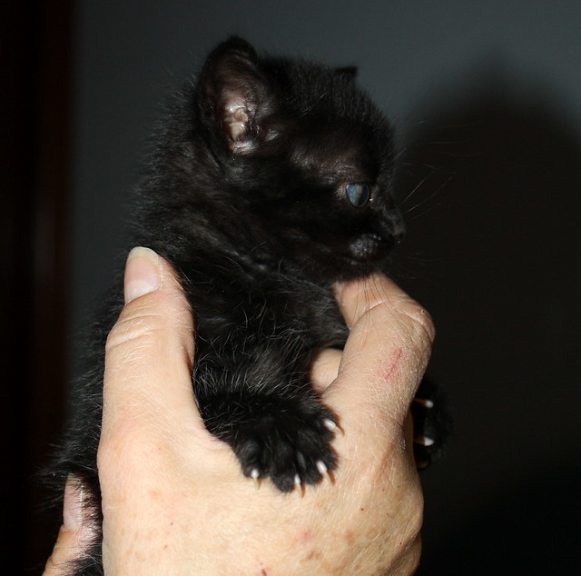 Sultán, gatito pantera criado a biberón, nacido en Febrero´15, en adopción. Valencia. ADOPTADO. 16698068100_5f7ebca1d8_z
