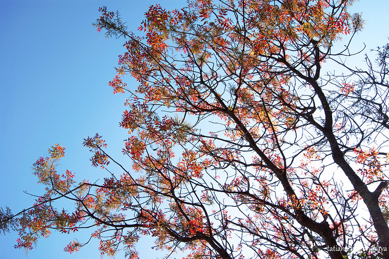 Дерево с красной листвой