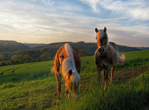 sunset horse meadow