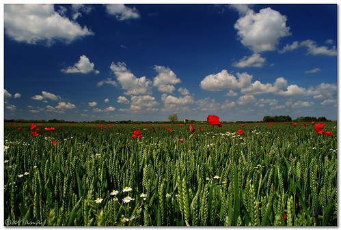 flowers italy nature field landscape harvest poppy clouls aviana2 tapogliano sonyalpha350 fotocompetitionbronze fotocompetitionsilver