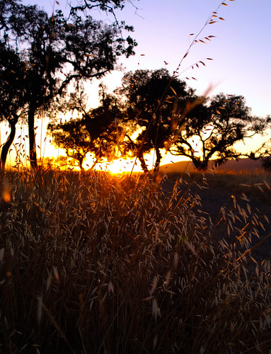 california trees sunset sky plants sunlight nature grass santabarbara outdoors amber oak weeds naturallight hills valley solvang santaynez cachumalake