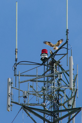 nebraska nest osprey summitlake tekamah