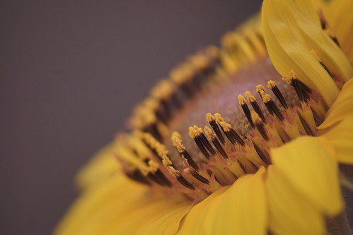 flowers sunflowers macros