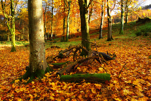wood uk november autumn trees fall halloween nature leaves forest landscape scotland leaf october scenery britain september foliage castlekennedy