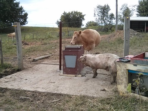 pig and cow check out waterer