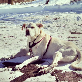 The sun is shining, so Zeus naturally thinks it's driveway lounging weather.... #dogstagram #instadog #winter #snow #newengland #seniordog #ilovemyseniordog #ilovebigmutts