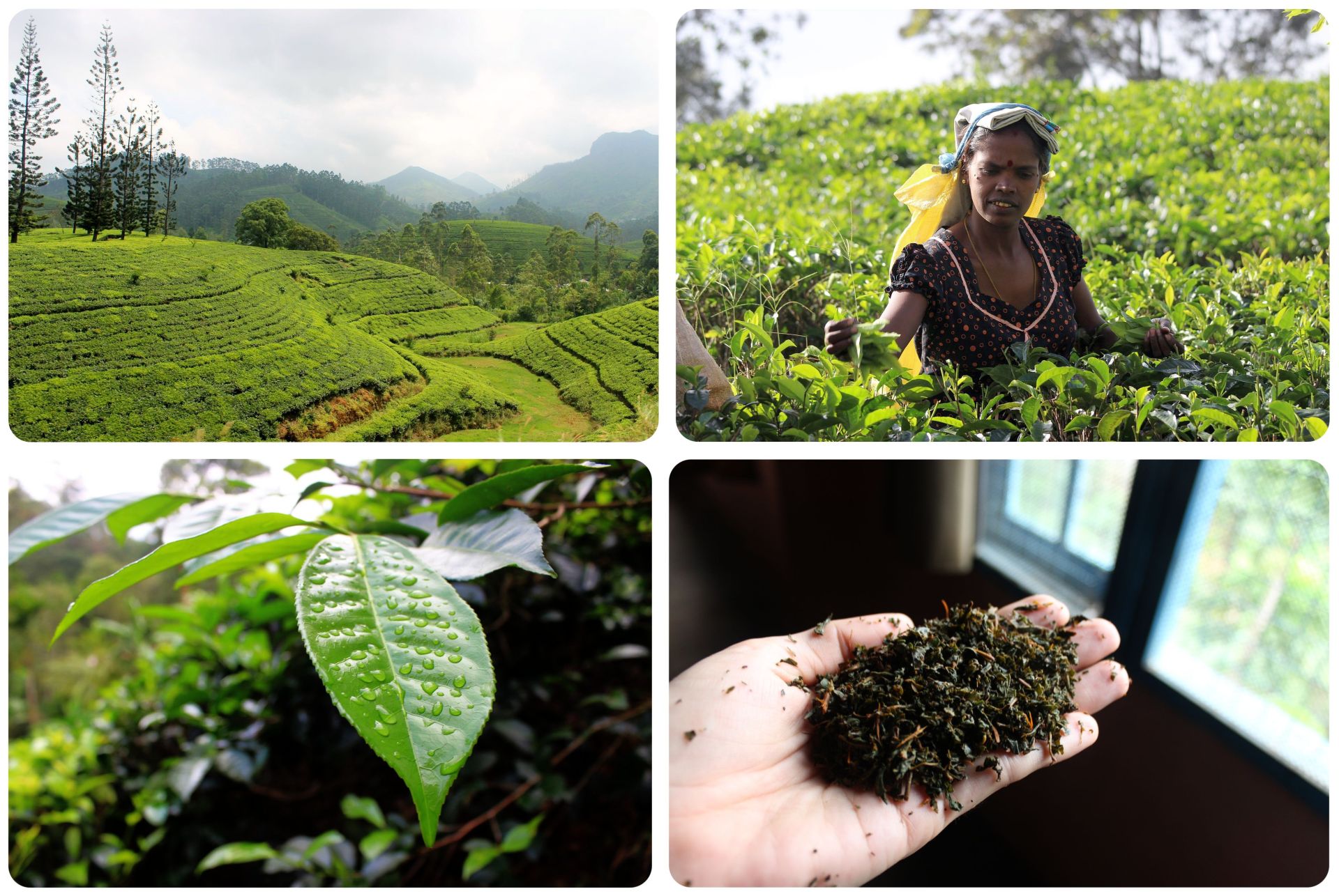 Tea Sri Lanka