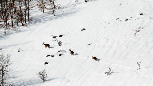 morning winter españa snow mañana spain europa europe nieve deer invierno león castillayleón venado castileandleón